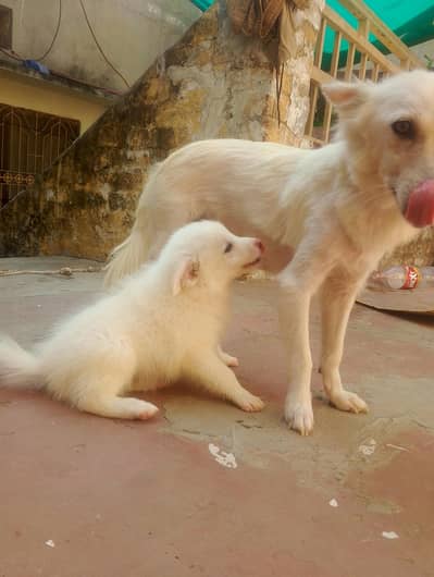 Russian puppies pair best quality