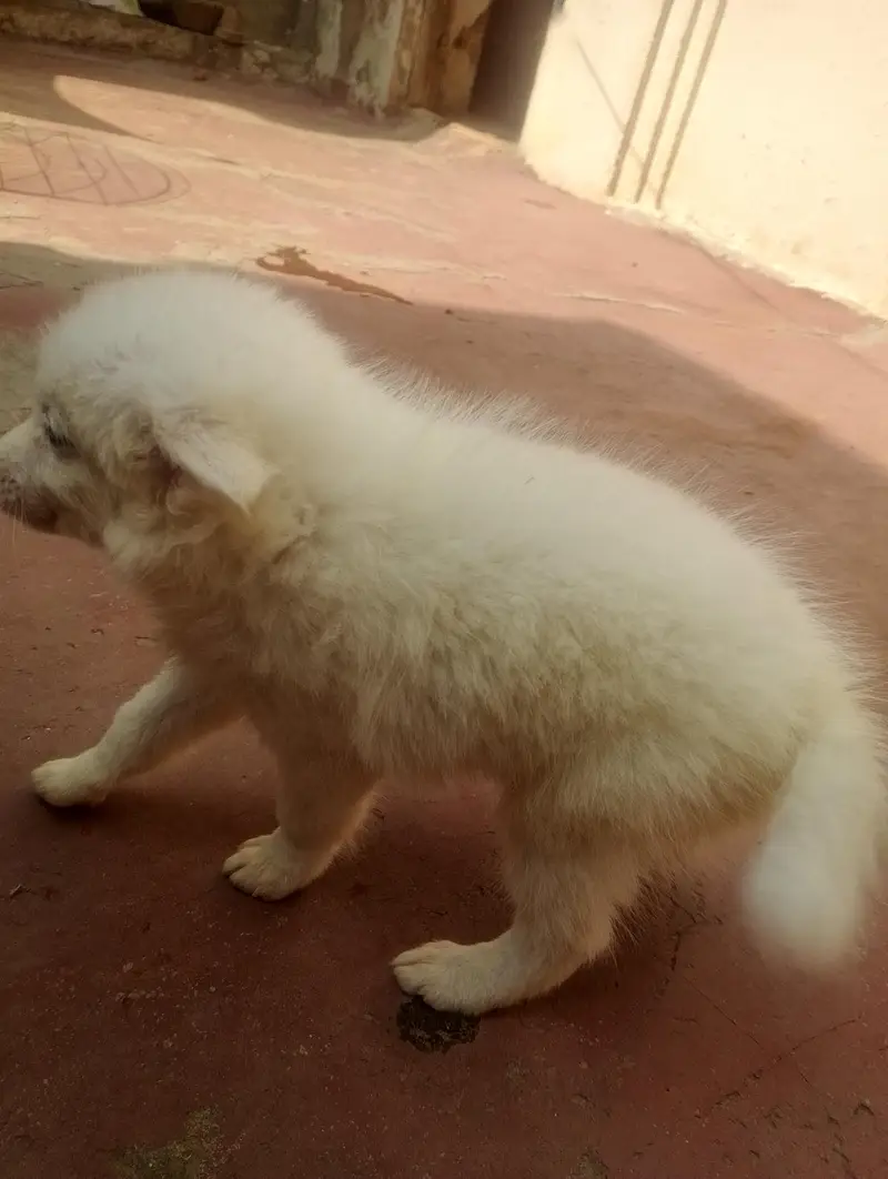 Russian puppies pair best quality — photo 2
