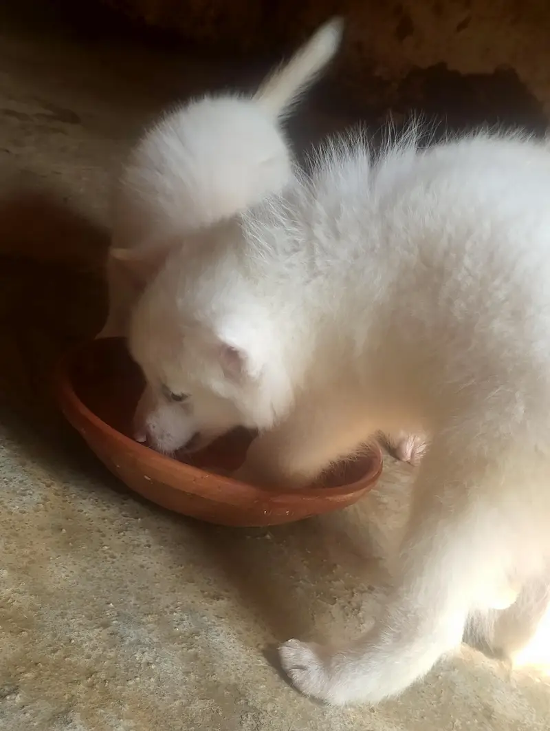 Russian puppies pair best quality — photo 4