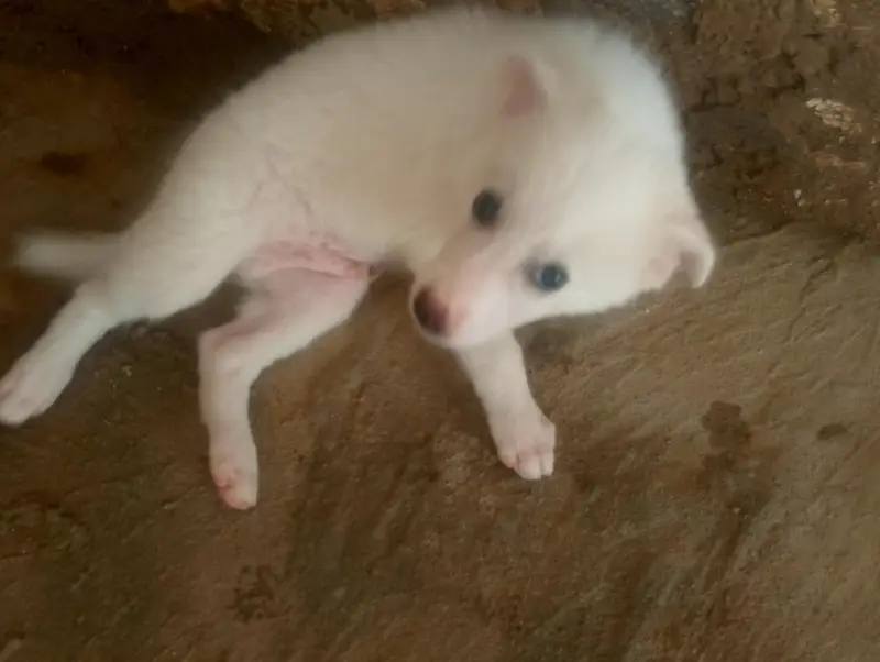 Russian puppies pair best quality — photo 5