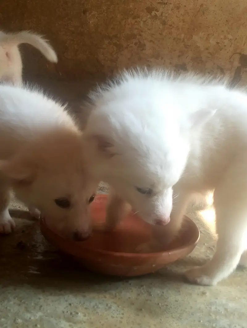 Russian puppies pair best quality — photo 6