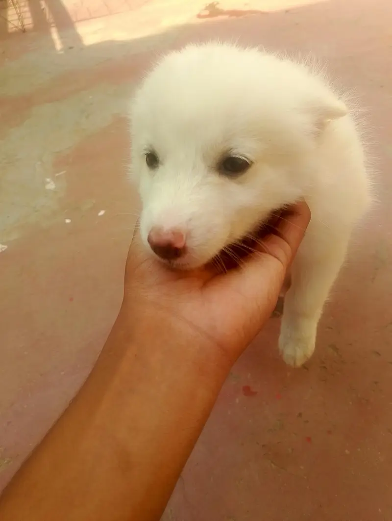 Russian puppies pair best quality — photo 7