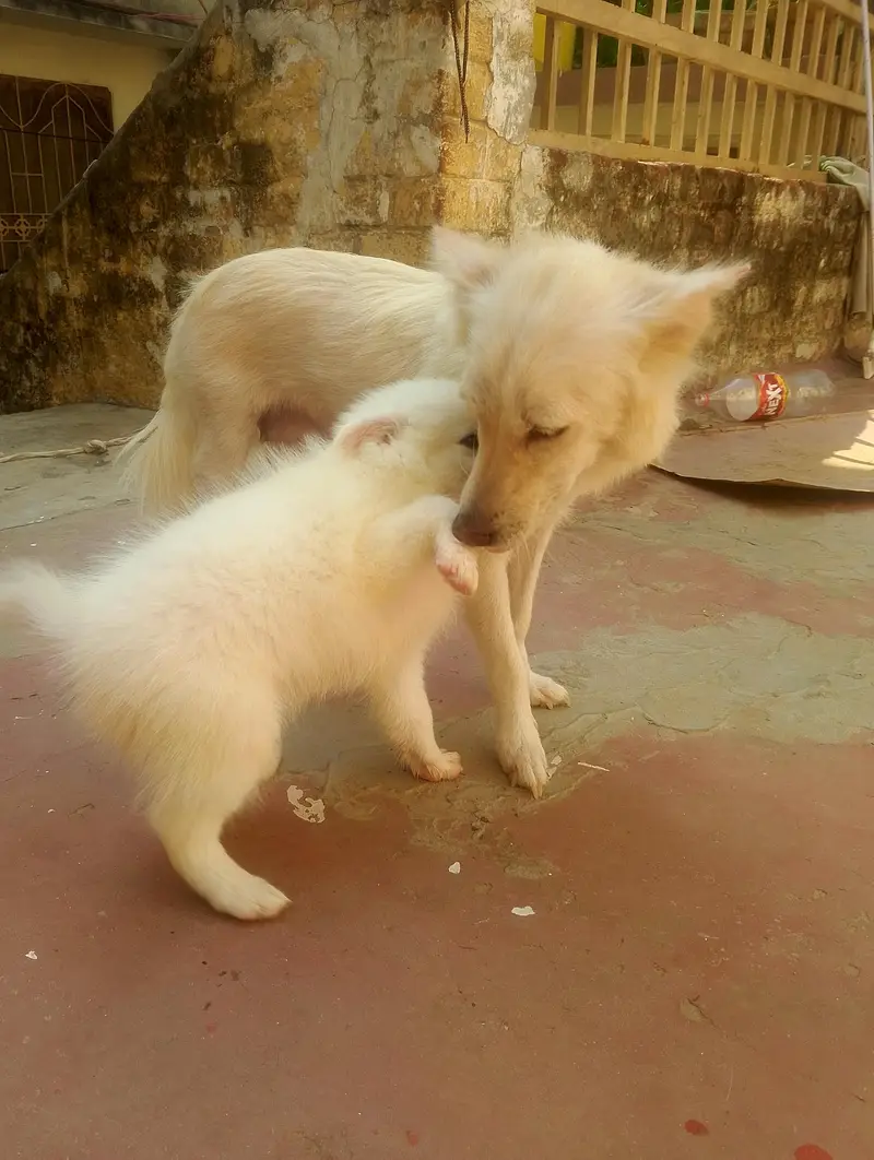Russian puppies pair best quality — photo 8