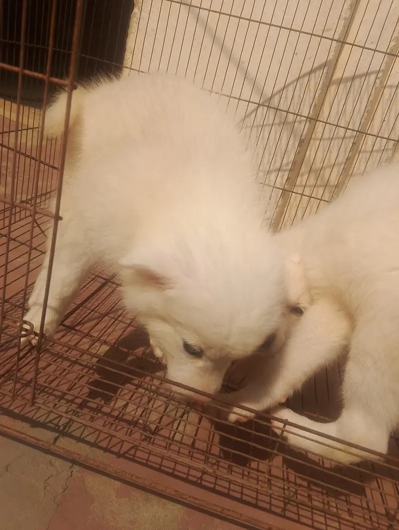 Russian puppies pair best quality — photo 9