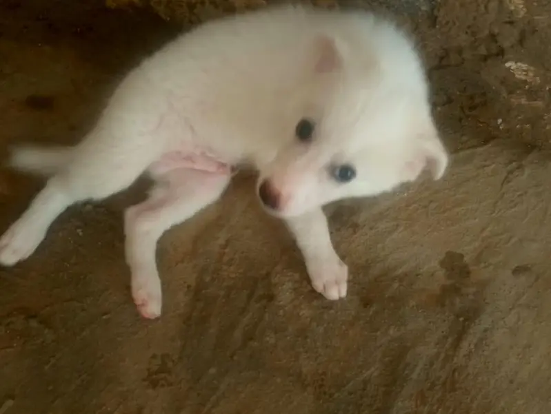Russian puppies pair best quality — photo 10
