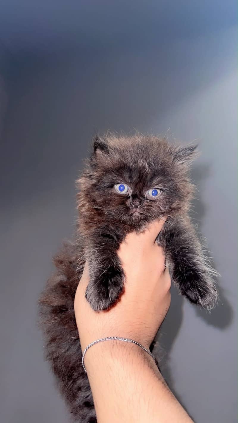 Persion cats 2