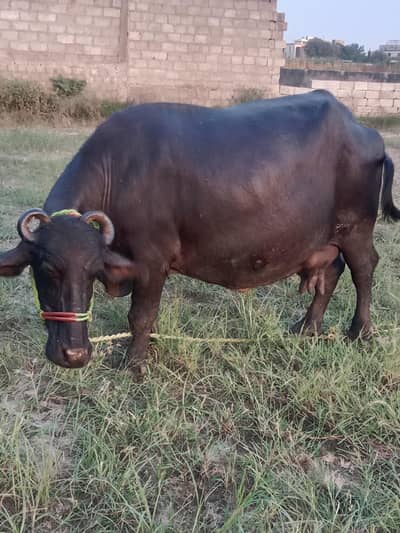 buffalo