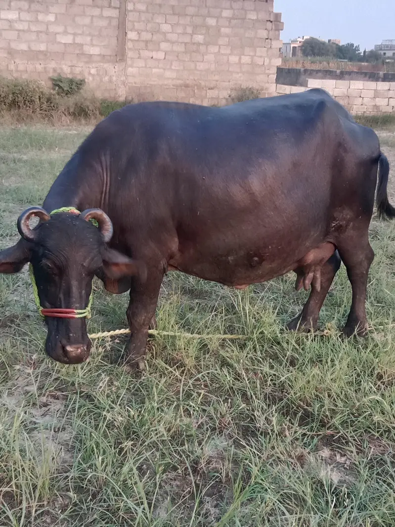 buffalo