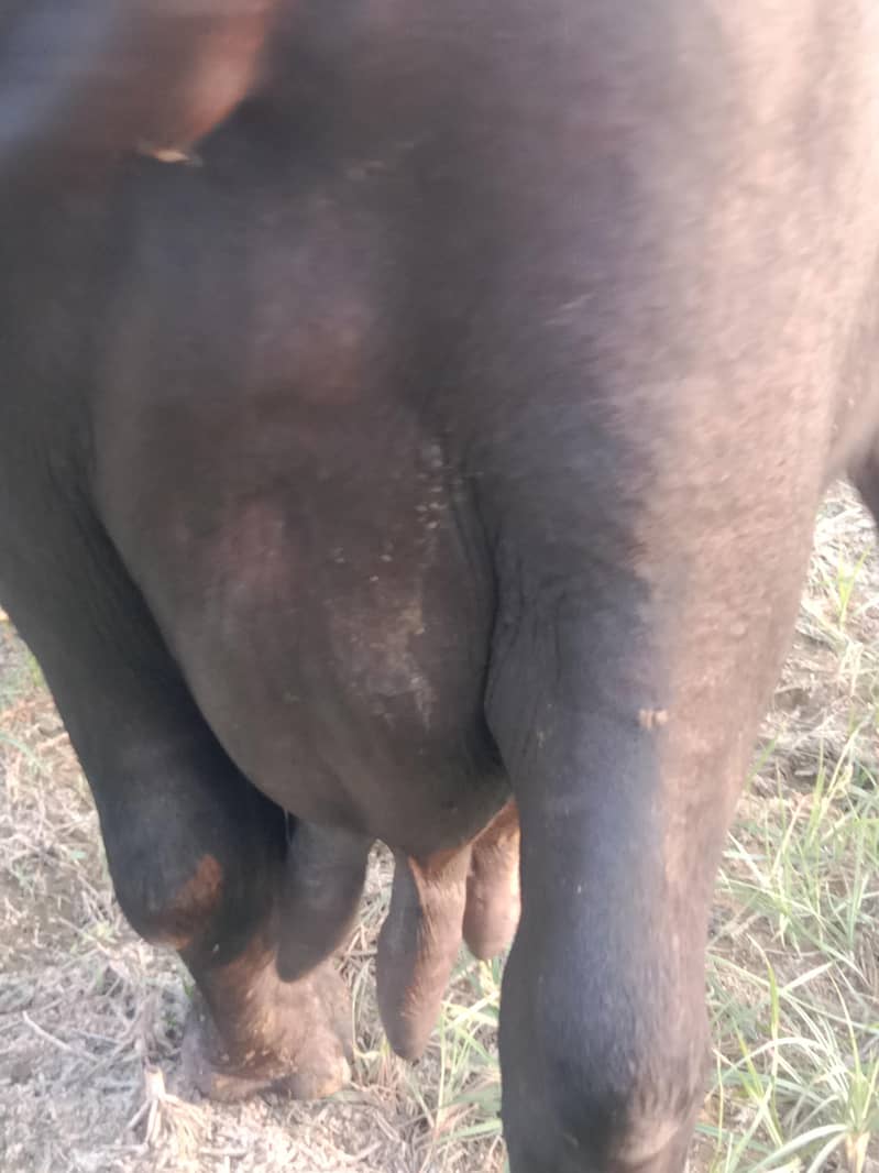 buffalo 1