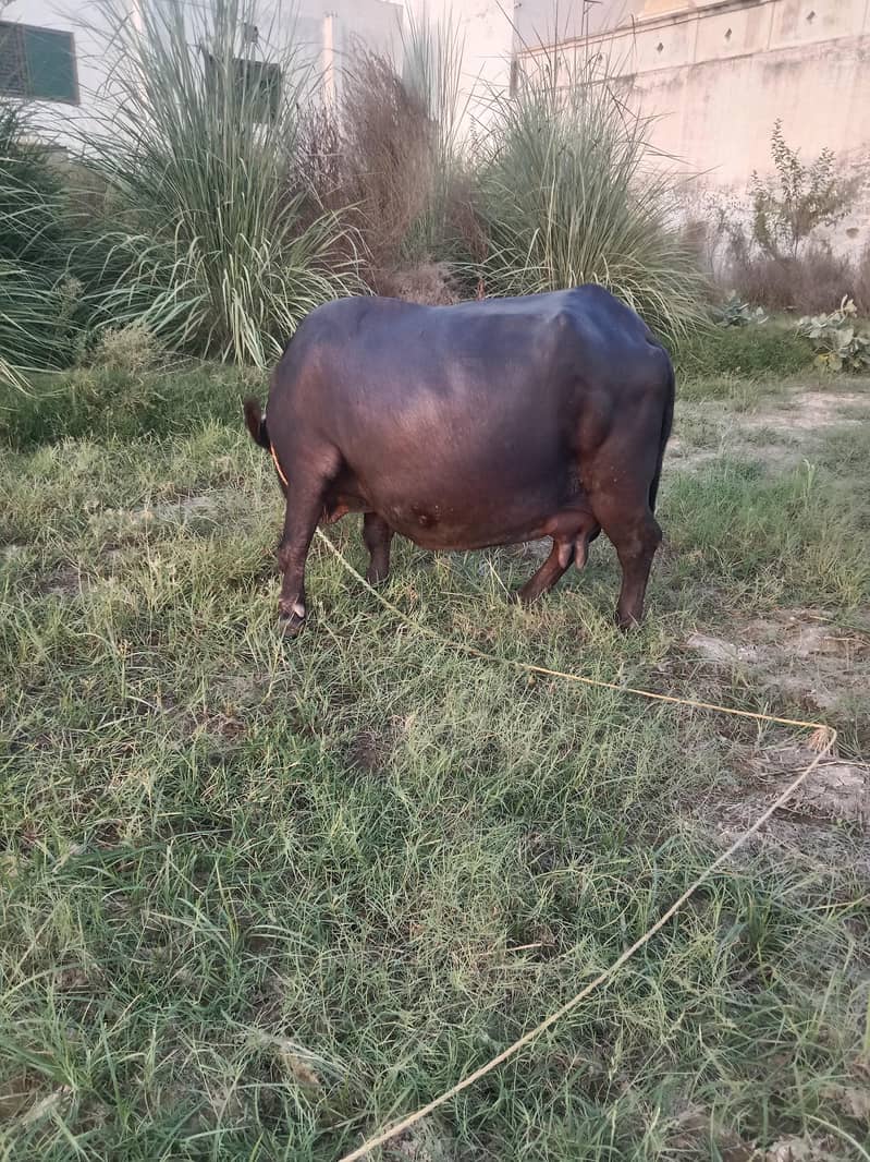 buffalo 2