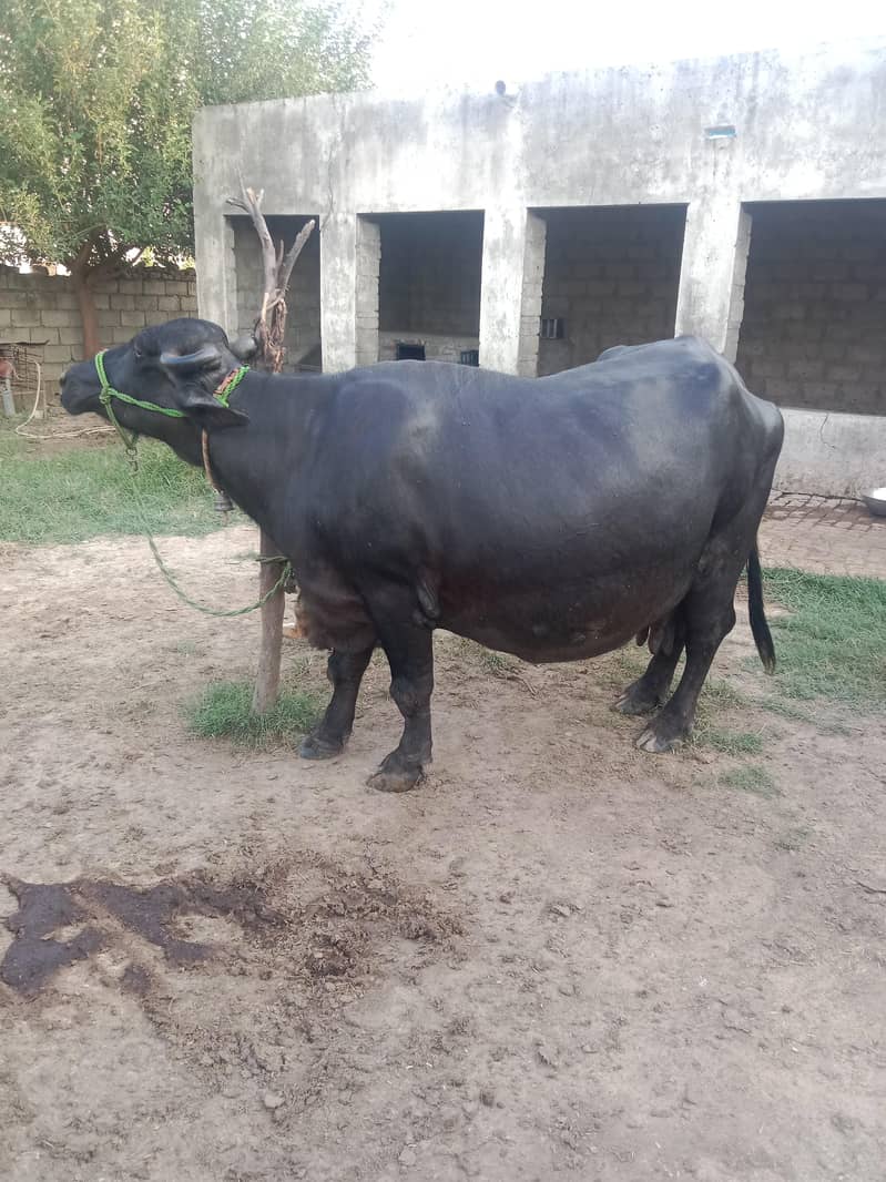 buffalo 3