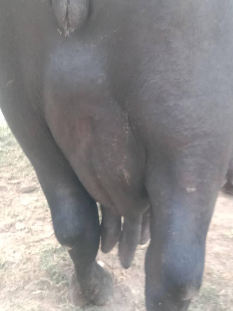 buffalo 4
