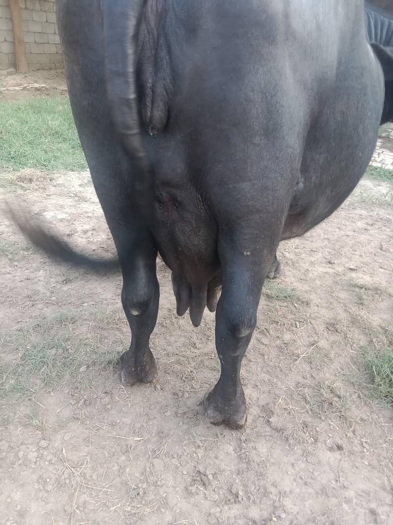 buffalo 5