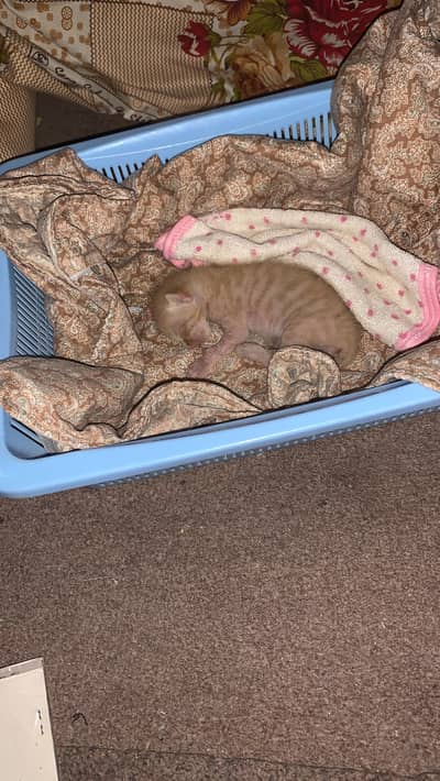 Kitten