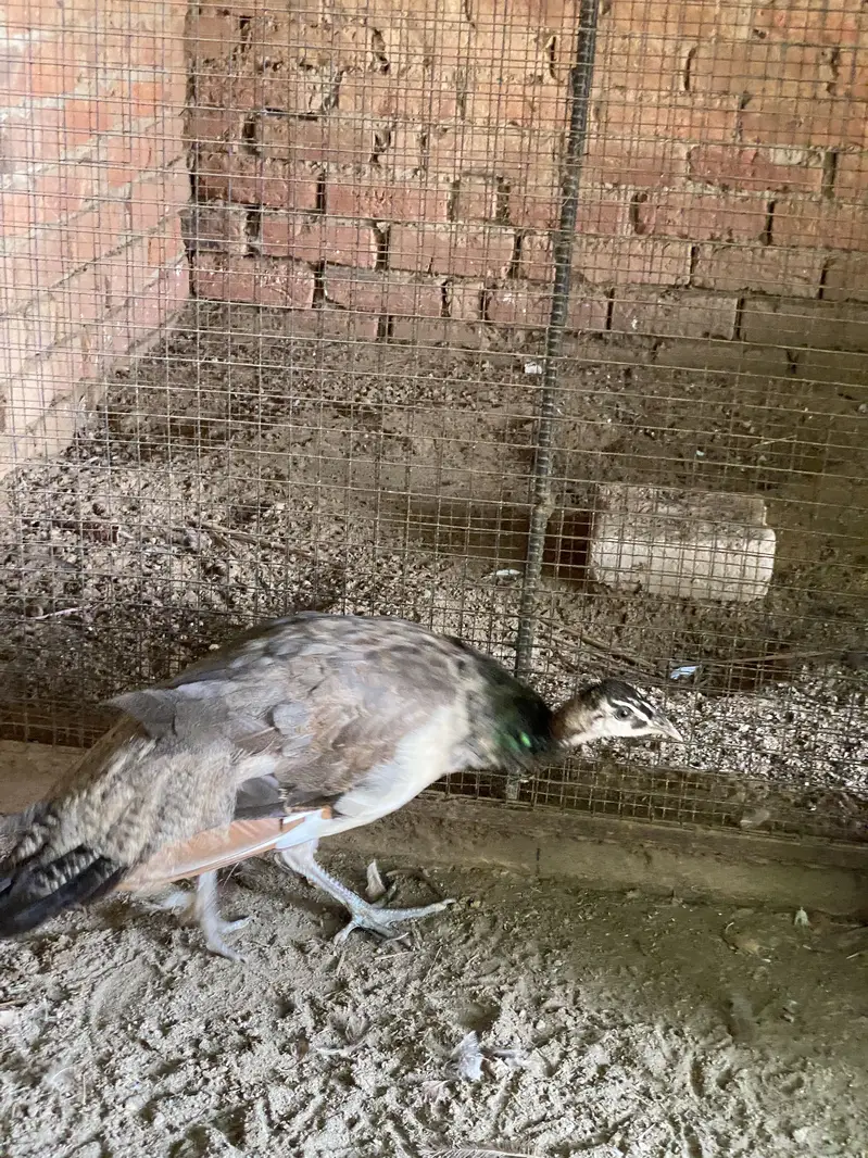 Peacock chicks — photo 7