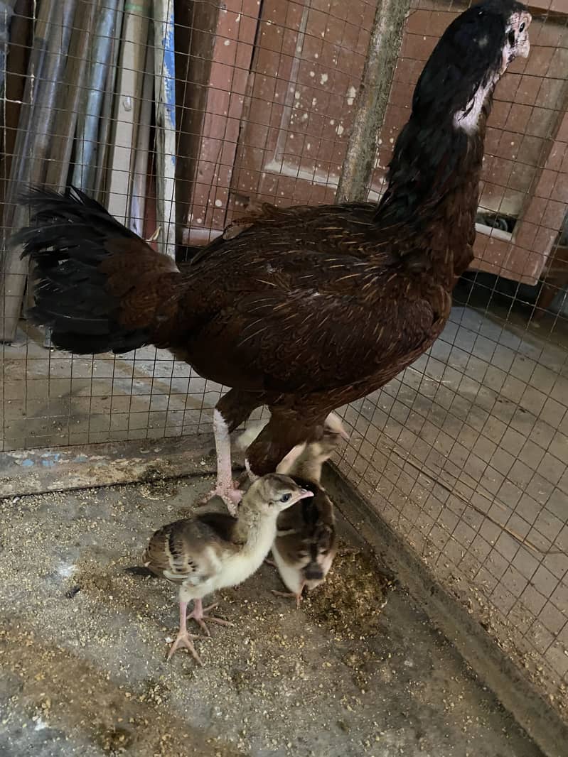 Peacock chicks 2