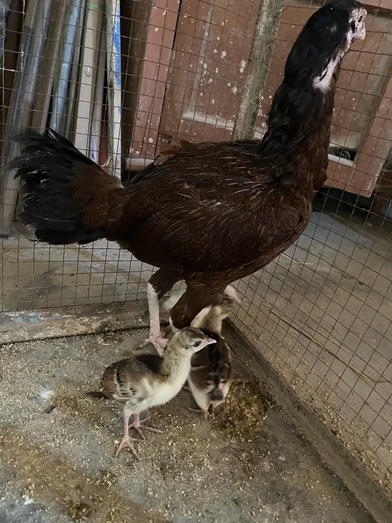 Peacock chicks — photo 3