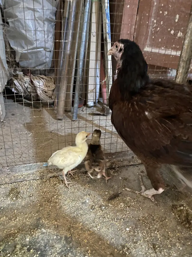 Peacock chicks — photo 4