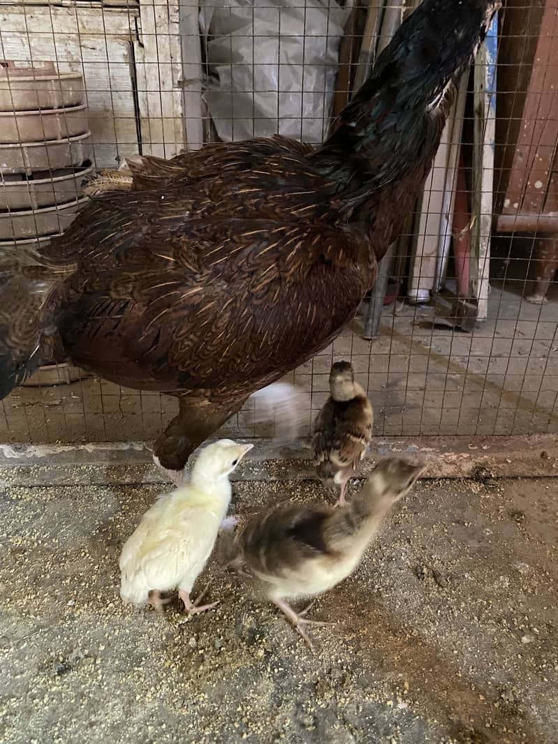 Peacock chicks 4
