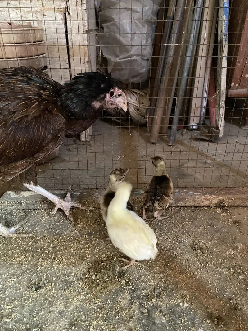 Peacock chicks — photo 6