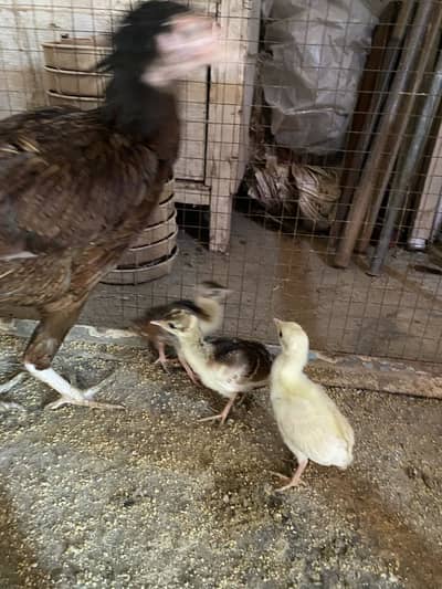 Peacock chicks