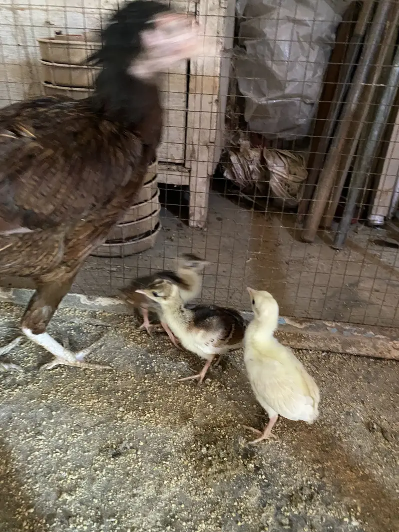 Peacock chicks