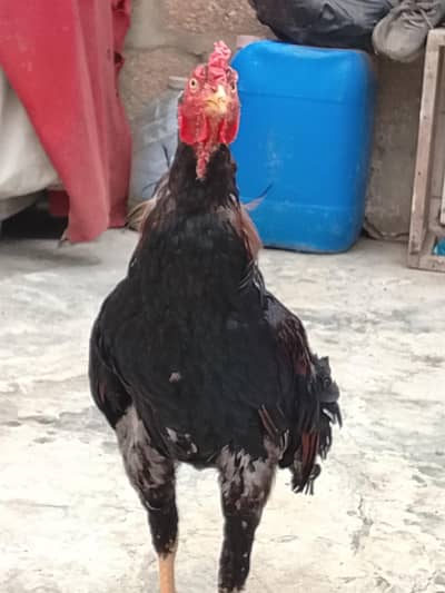 aseel murga for sell any one serious Soo contact me 03463493353