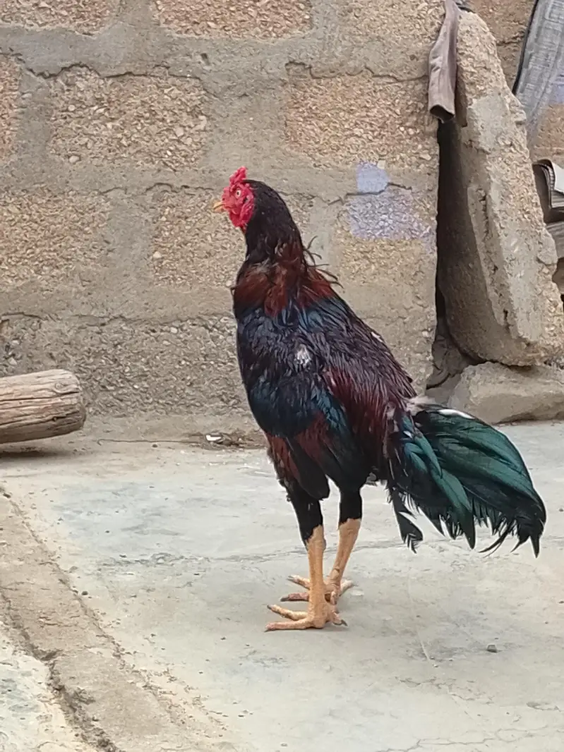 aseel murga for sell any one serious Soo contact me 03463493353 — photo 4