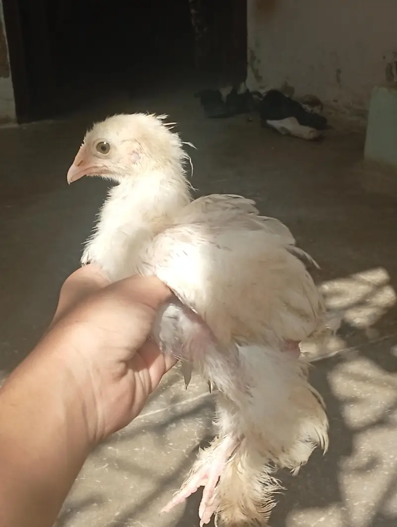 Golden Buff white buff — photo 6