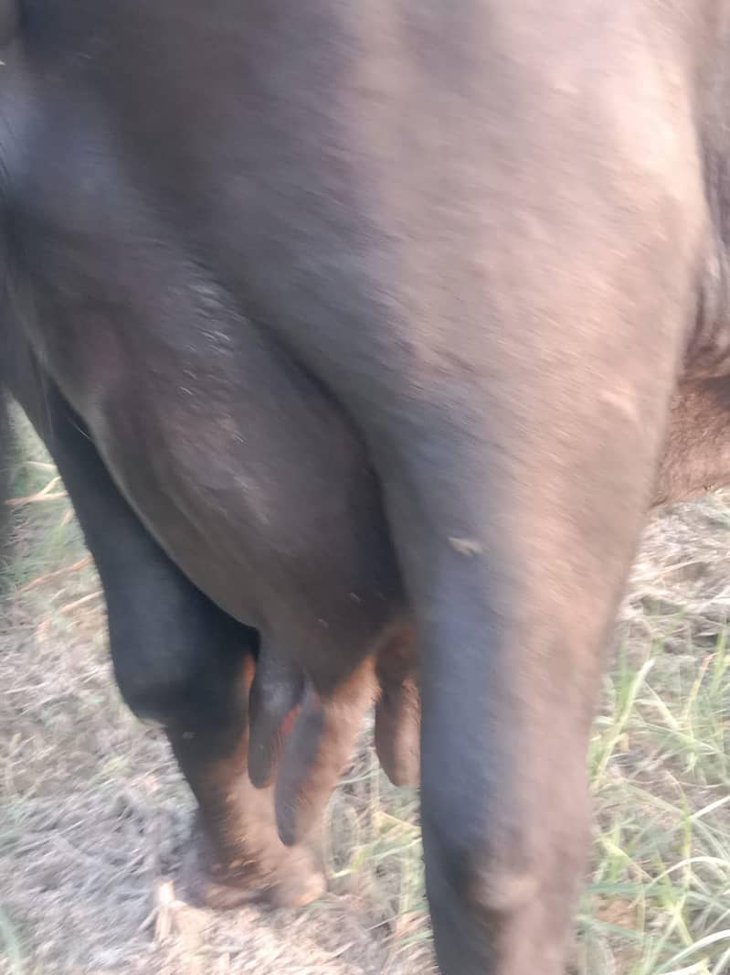 buffalo 0