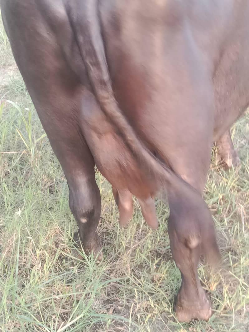 buffalo 1