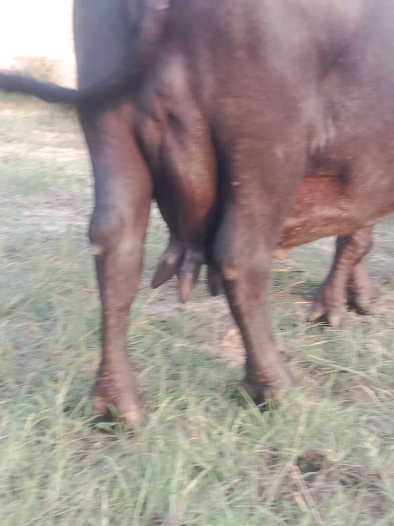 buffalo 2