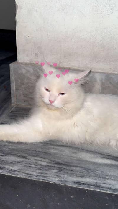 Trained white Persian Cat