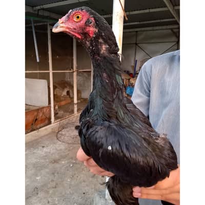 Black Mushkil Female