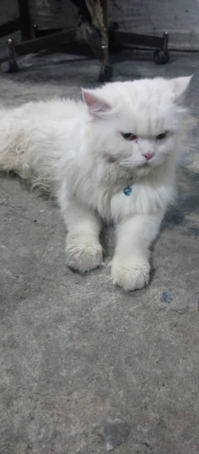 persian
