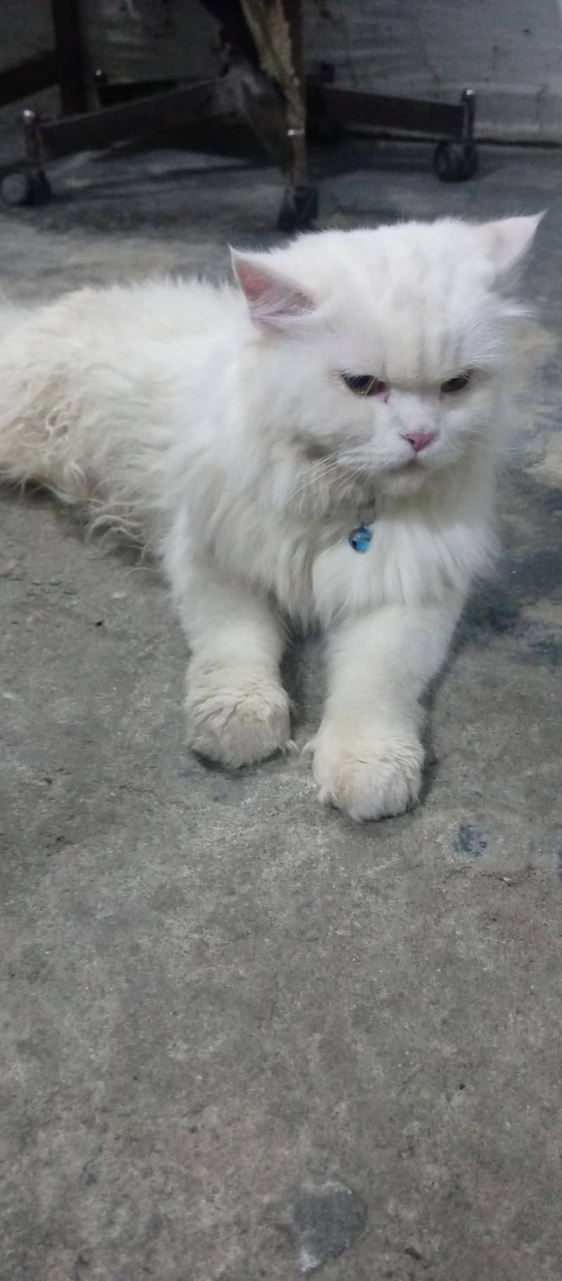 persian 0