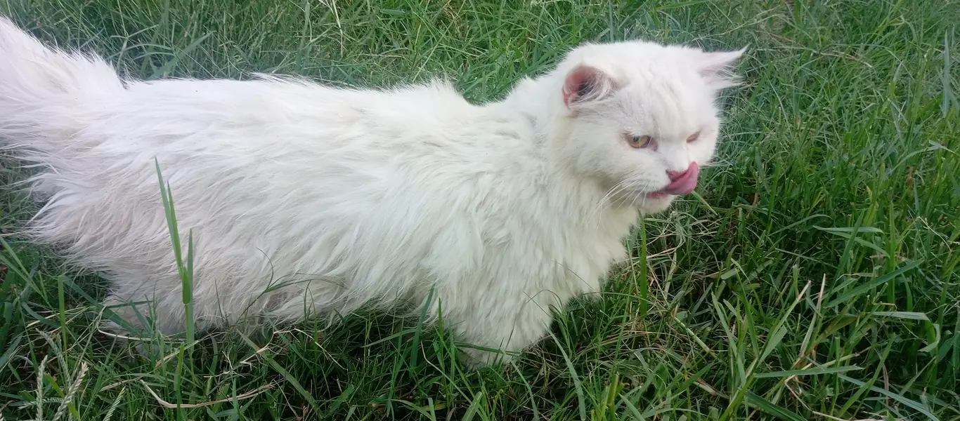 persian — photo 2