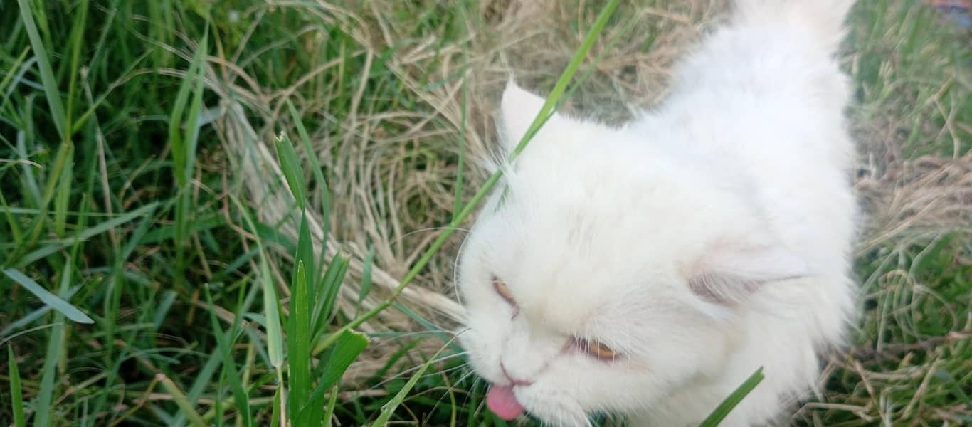persian 5