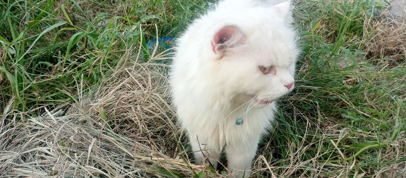 persian 6