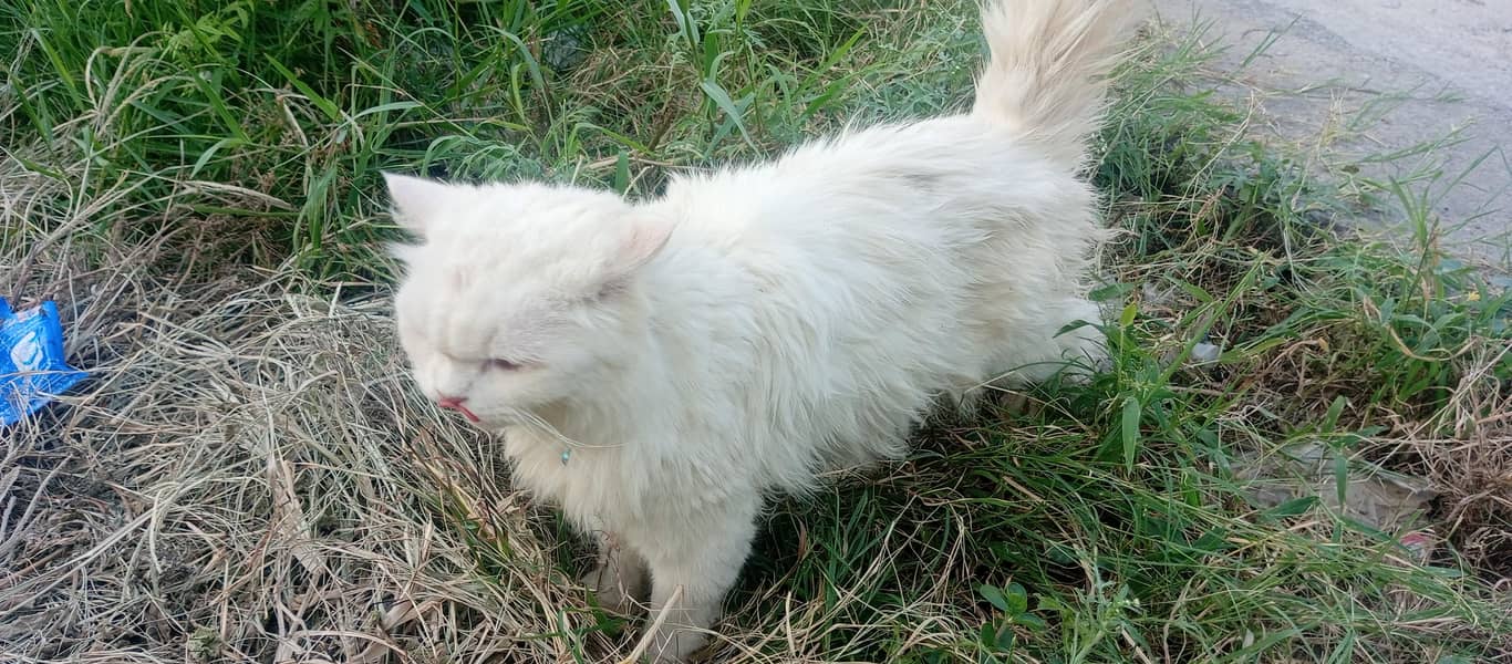 persian 7