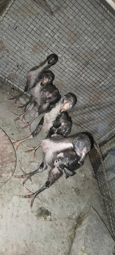 Muskan lakha breed Asel watshab 03133227820
