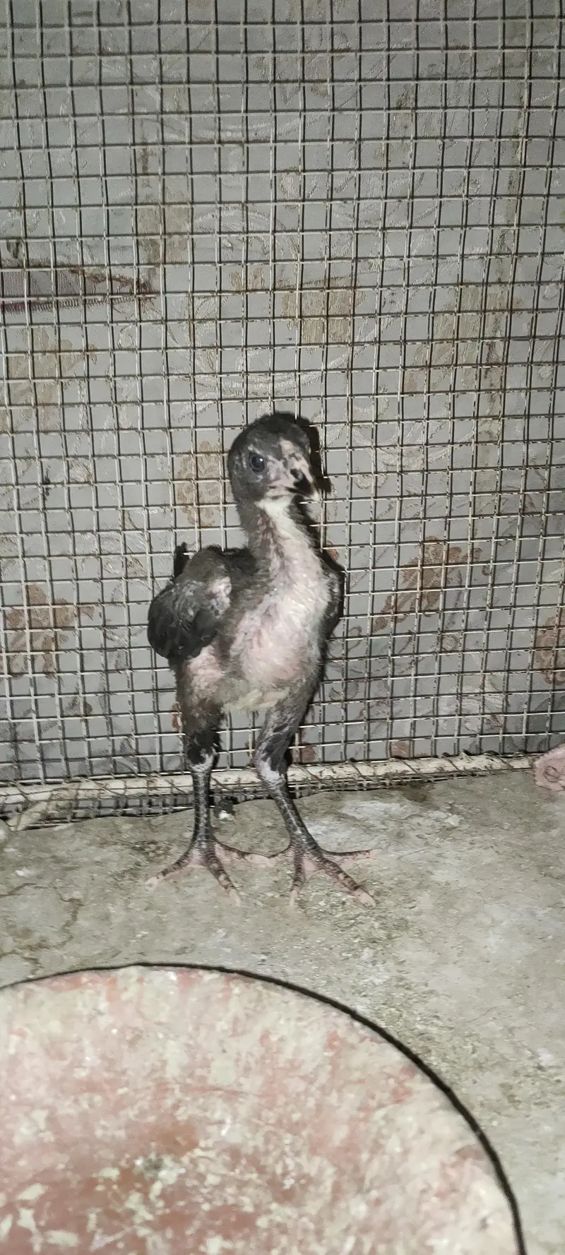 Muskan lakha breed Asel watshab 03133227820 — photo 2