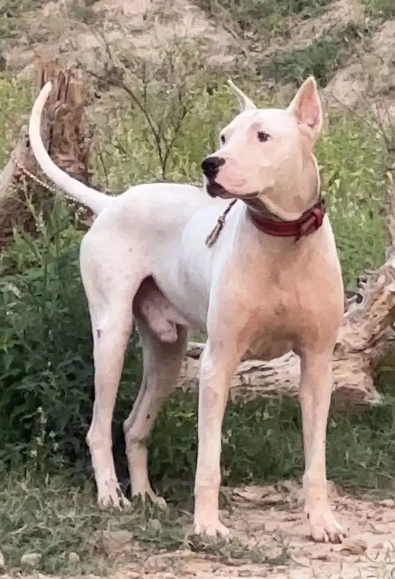 gulter dog — photo 2