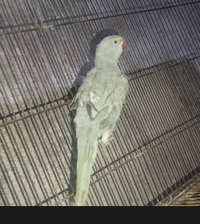 Blue Female Breeder