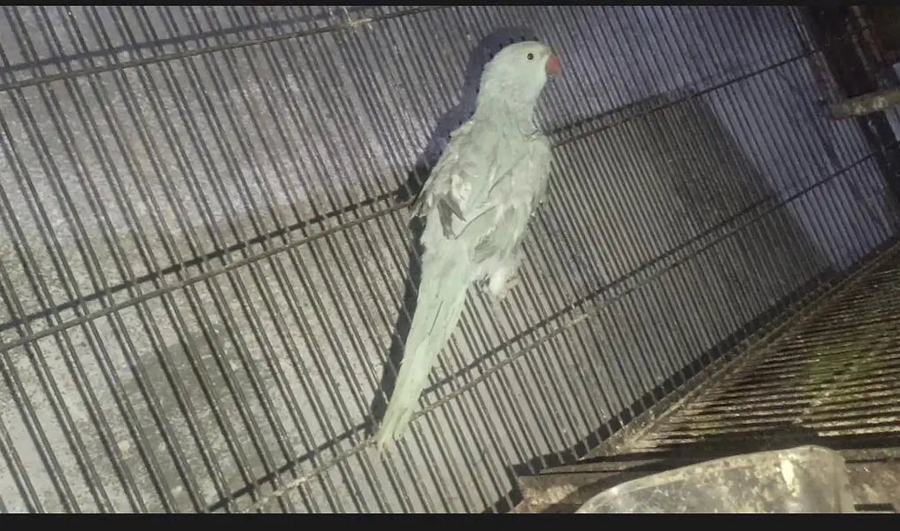 Blue Female Breeder — photo 2
