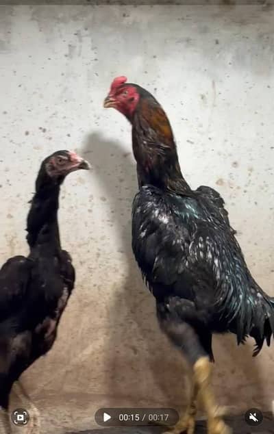 OShamo / Black Japanese OShamo / high quality/white shamo chicks/asee