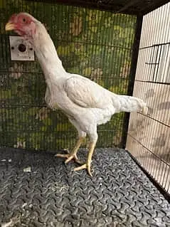 OShamo / Black Japanese OShamo / high quality/white shamo chicks/asee — photo 9