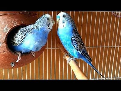 Australian parrot 03171482760