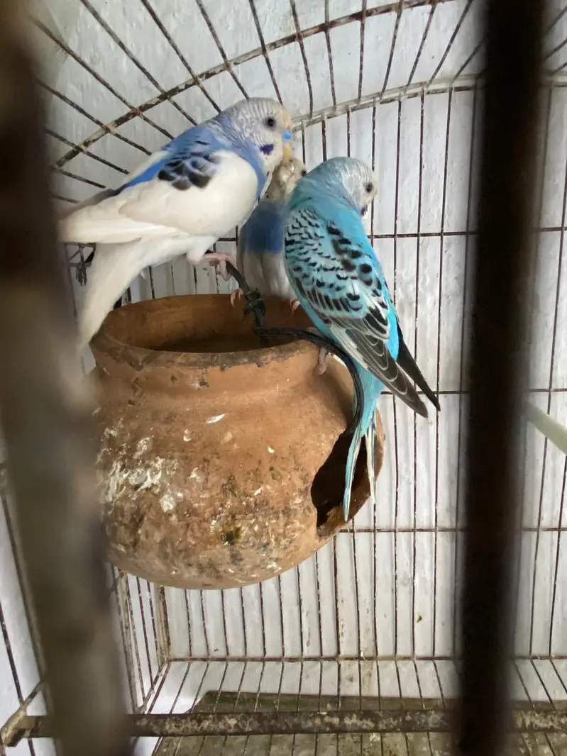 Australian parrot 03171482760 — photo 2