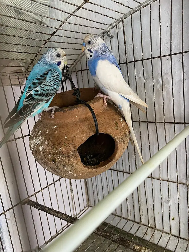 Australian parrot 03171482760 — photo 3